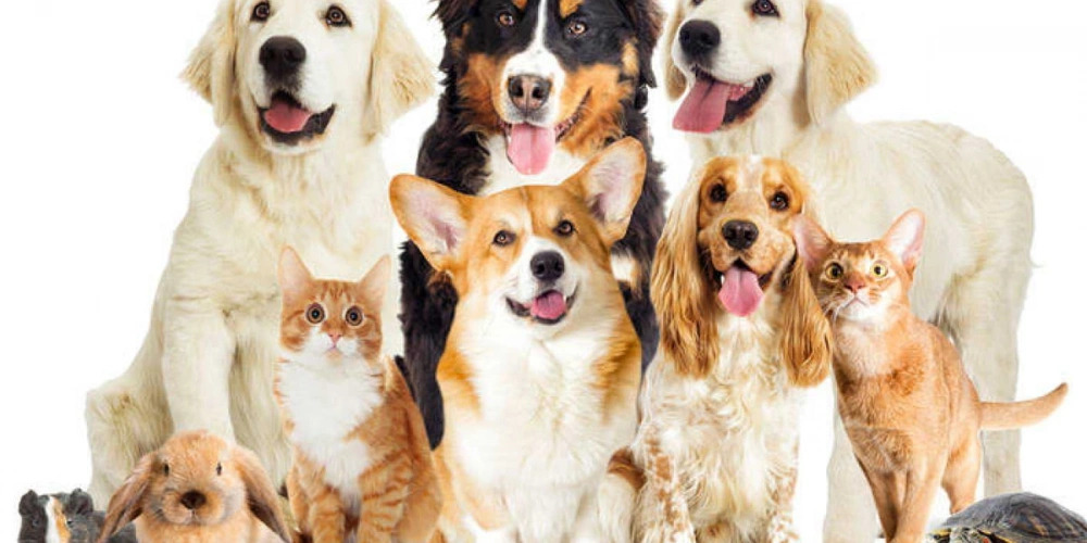 Evcil Hayvan Ürünleri: Sevgi Dolu Dostlarınız İçin En İyi Ürünler