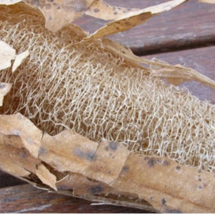 VipMarketim Doğal Kabak Lifi