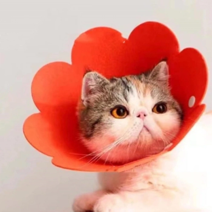 VipMarketim Evcil Hayvan L Boy Keçe Elizabeth Yakalığı