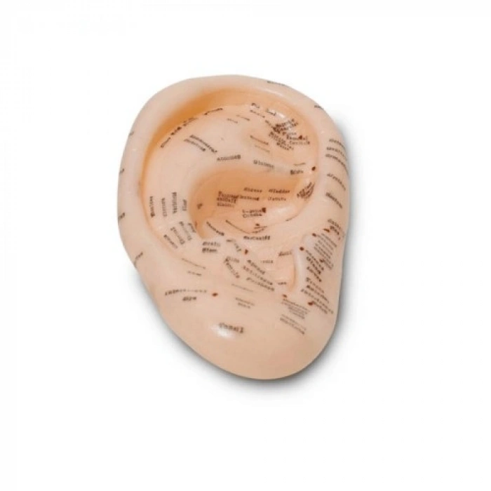 VipMarketim Kulak Akupunktur Modeli Detaylı Nokta Gösterimi