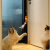 VipMarketim Elastik Yapışkanlı Kedi Oyun Oltası