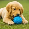 VipMarketim PetZoom Mavi Dikenli Köpek Oyun Topu