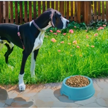 VipMarketim Mikopet Büyük Irklar İçin Dayanıklı 2.5 Litre Mama Kabı