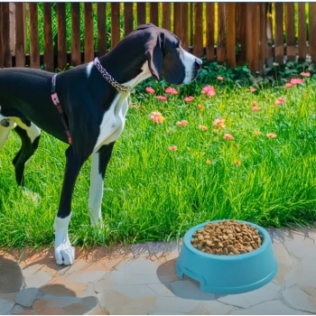 VipMarketim Mikopet Büyük Irklar İçin Dayanıklı 2.5 Litre Mama Kabı