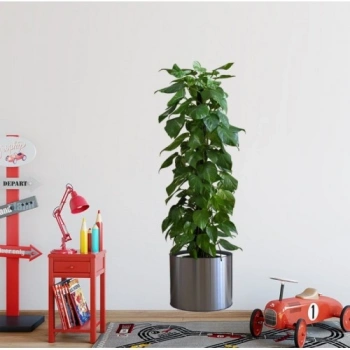 VipMarketim Saksılı Bitki Tasarımlı Yapışkanlı Sticker Resim