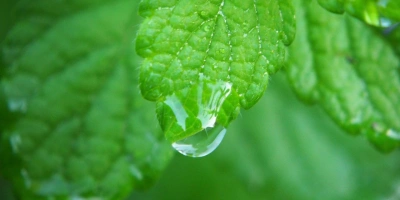 Ayda çay ile Doğal Güzellik