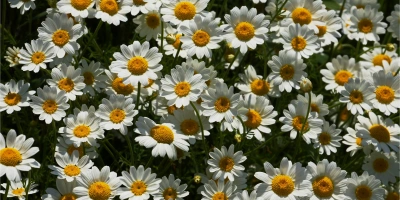 Her Bardakta şifa: Ayda Tea’nin Bitkisel Gücü