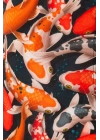 Farm Animals Koi Fishes Desenli Boxer