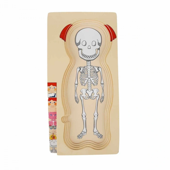 2917 SUN-Tahta Puzzle İnsan Vücudu