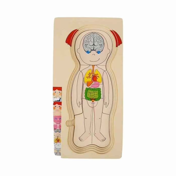 2917 SUN-Tahta Puzzle İnsan Vücudu