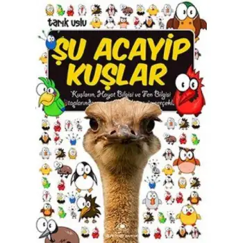 Uğurböceği Şu Acayip Kuşlar