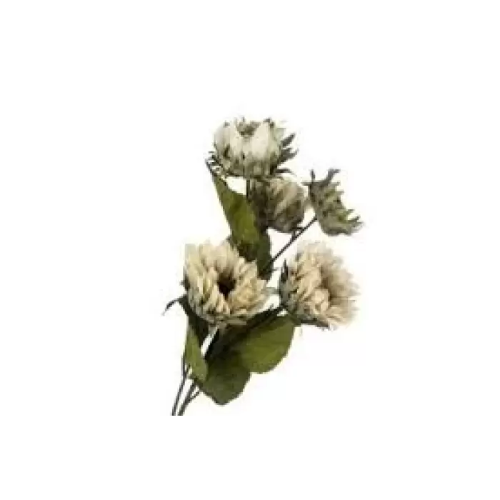 Mikasa Moor Krizantem Krem 5li Yapay Çiçek 66cm