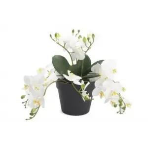 Mikasa Moor Beyaz Sarkan Yapay Orkide 33cm