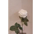 Koçaklar Yapay Beyaz Islak Şakayık 45CM