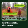 Birdfy 2 Akıllı Kuş Yemliği, Kamera, AI ile Kuş Türlerini Tanımlama 1 Kamera