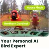Birdfy 2 Akıllı Kuş Yemliği, Kamera, AI ile Kuş Türlerini Tanımlama 2 Kamera