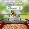 BirdSnap APS - Kameralı Güneş Panelli Metal Kuş Yemliği 2K HD - Kırmızı
