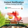BirdSnap PAV - Akıllı Kuş Yemliği, Güneş Enerjili Kamera 2K HD - Koyu Yeşil