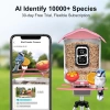 BirdSnap PAV - Akıllı Kuş Yemliği, Güneş Enerjili Kamera 2K HD - Pembe