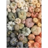 Galison Heirloom Balkabağı Puzzle