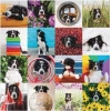 Galison Köpek Momo Puzzle