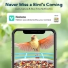 Peckcam Akıllı Kuş Yemliği, Kamera, 2K Canlı Gerçek Zamanlı Uyarı - Mavi