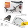 PNSO Deniz Müzesi-Jeff The KRONOSAURUS