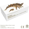 PNSO Dinozor Müzeleri Serisi-XiaoQin Stegosaurus Biber & Rook 1:35 Scientific Art Models