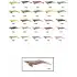 Captain 3014 Kalamar Zokası 12cm Crazy Squid Size 3.5  139
