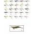 Captain 3014 Kalamar Zokası 12cm Crazy Squid Size 3.5  144