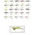 Captain 3014 Kalamar Zokası 12cm Crazy Squid Size 3.5  147