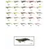 Captain 3014 Kalamar Zokası 12cm Crazy Squid Size 3.5  163