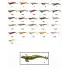 Captain 3014 Kalamar Zokası 12cm Crazy Squid Size 3.5 A
