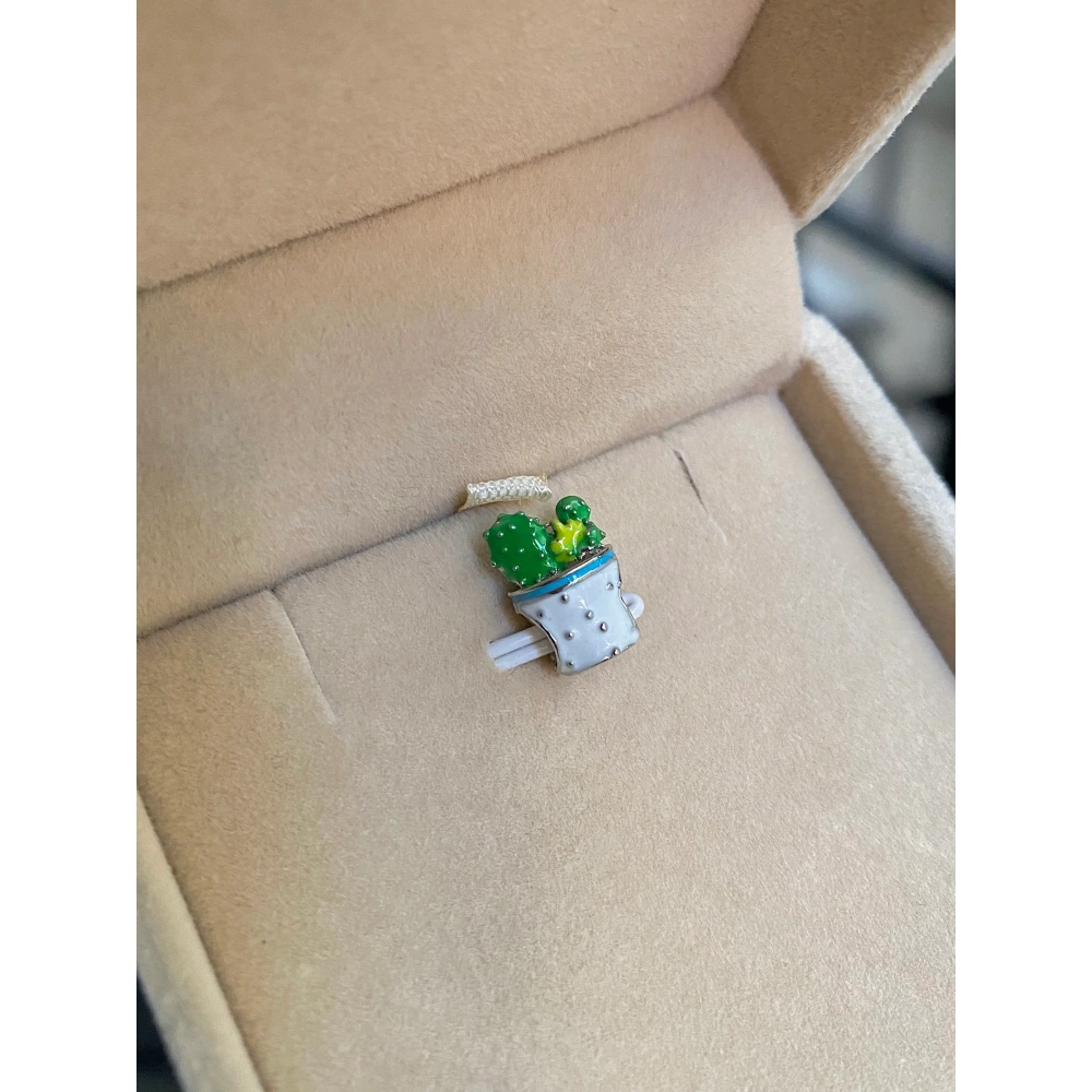 Saksı Kaktüs Charm