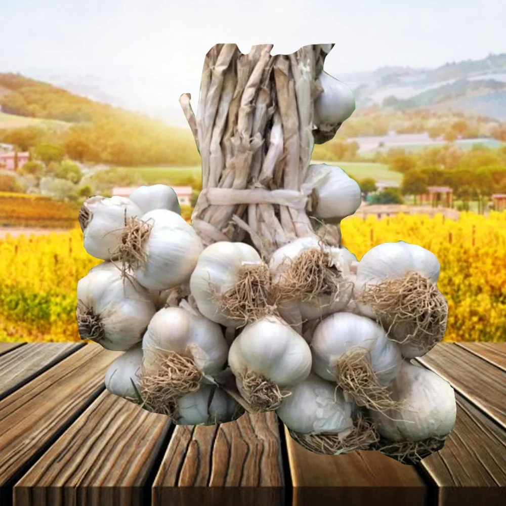 Taşköprü Sarımsağı İri Boy