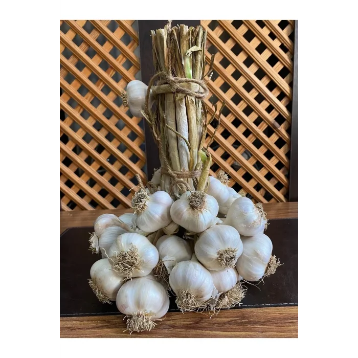 YENİ SEZON TAŞKÖPRÜ SARIMSAĞI ORTA BOY