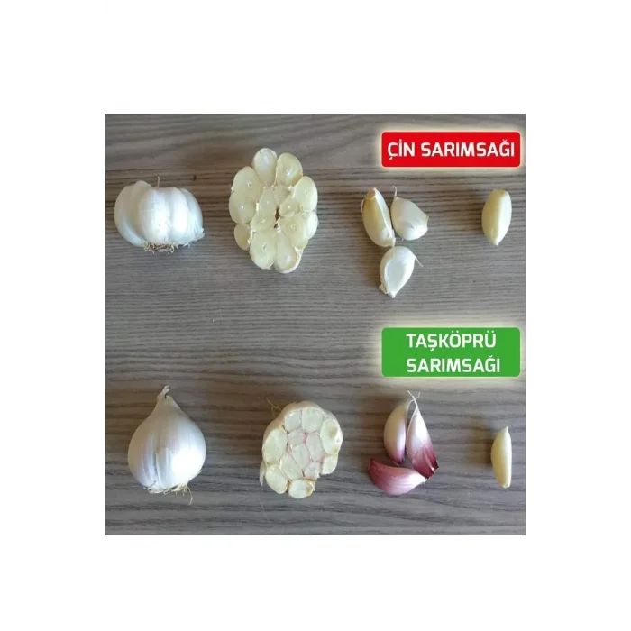 YENİ SEZON TAŞKÖPRÜ SARIMSAĞI ORTA BOY