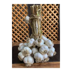 YENİ SEZON TAŞKÖPRÜ SARIMSAĞI ORTA BOY