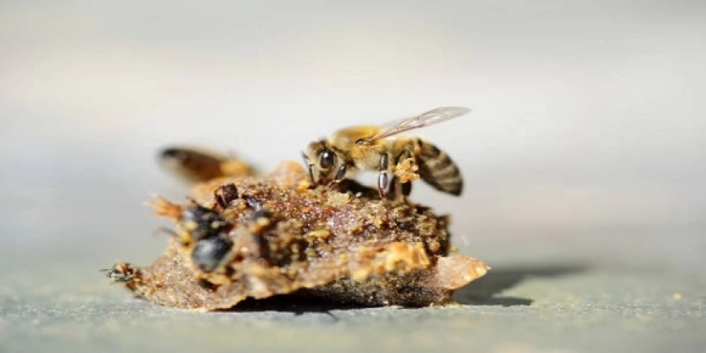 Propolis Nedir?