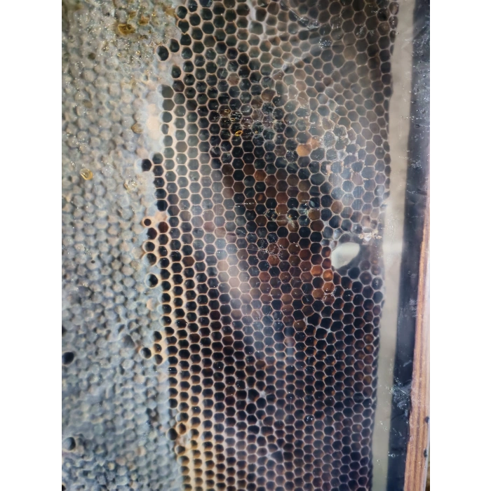 Çıtalı Çam Petek Bal Net 2000g