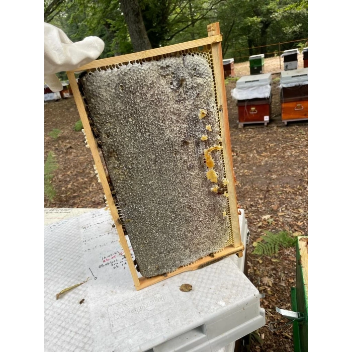 Sınırlı Stok Petekli Siyah Bal 1500 Gram