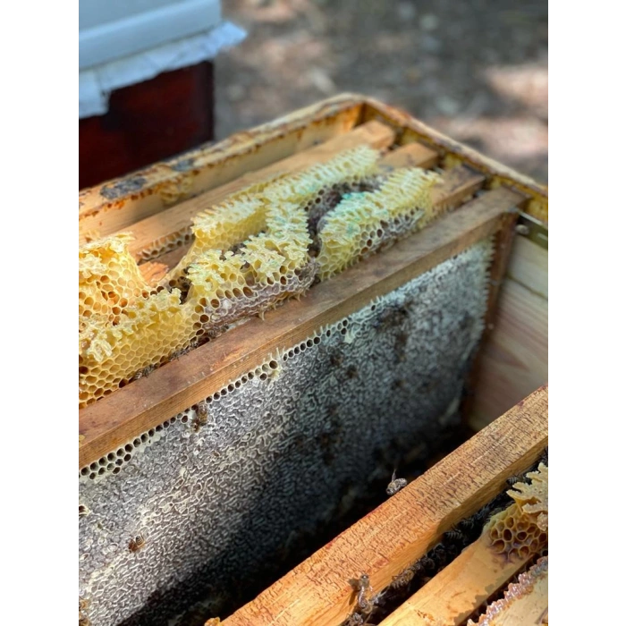 Sınırlı Stok Petekli Siyah Bal 1500 Gram