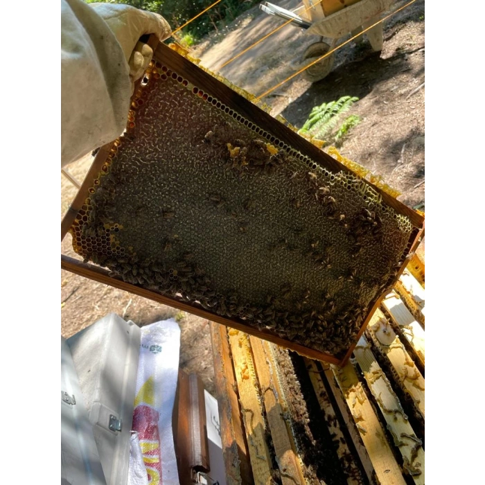 Sınırlı Stok Petekli Siyah Bal 1500 Gram