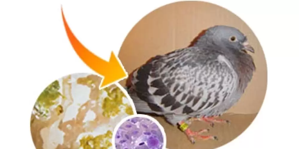 Adenovirüs Genç kuş Hastalığı ve Tedavisi