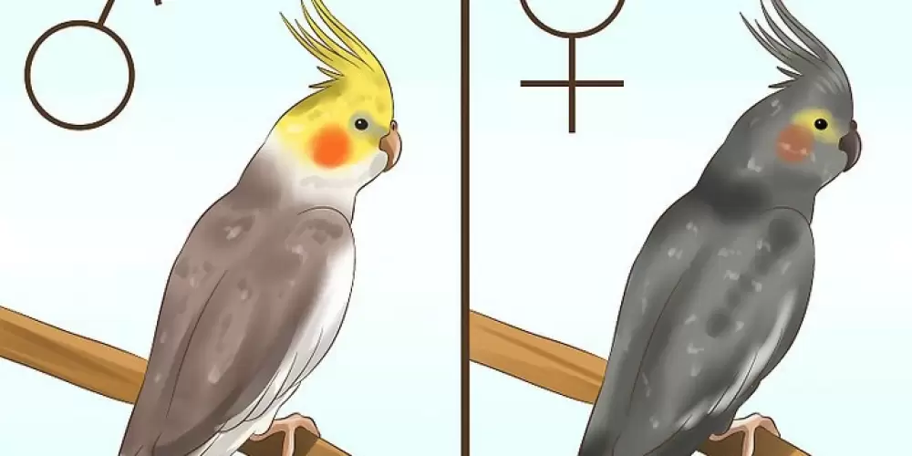 Papağanın cinsiyeti nasıl anlaşılır?