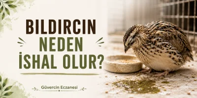 Bıldırcın Neden İshal Olur? En Yaygın Nedenler ve Yapılması Gerekenler