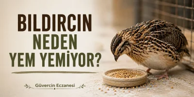 Bıldırcın Neden Yem Yemiyor? İştahsızlığın En Yaygın Nedenleri ve Yapılması Gerekenler