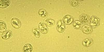 Coccidiosis (Koksidiyoz) Hastalığı ve Tedavisi