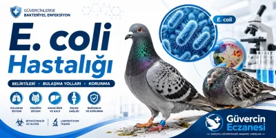 E. coli Hastalığı: Belirtileri, Nedenleri ve Yapılması Gerekenler