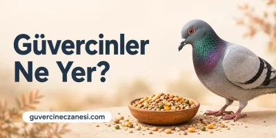 Güvercinler Ne Yer?